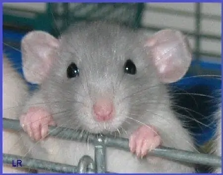 Baby Dumbo rat